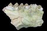 Oreodont (Merycoidodon) Jaw Section - South Dakota #140920-1
